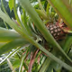 pineappl - old