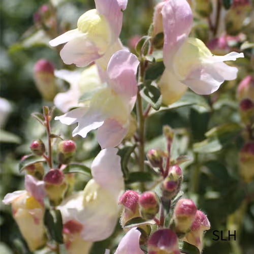 Pink and white Sweet Peas