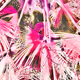 Pink palms
