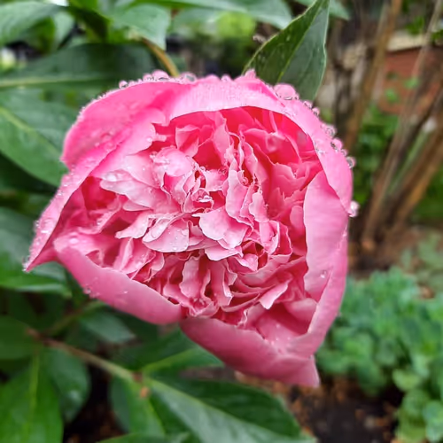 Pink peony in bloom