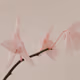 Pink stuff