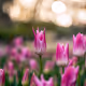 Pink Tulips