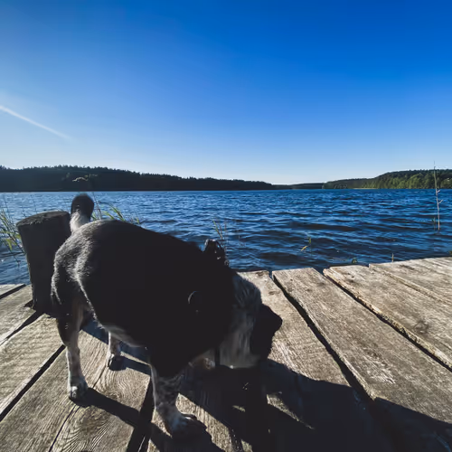 PiorunTheDog - old V3