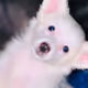 piper-dog