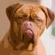 PitBull_Art