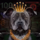 Pitbull NFT play-to-earn