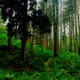Pixcel Forest dragons - old