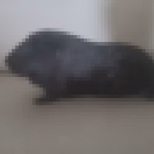 Pixel Guinea pig