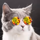 Pixel Kitten Fruit - old