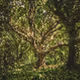Pixeltrees of Life - old