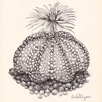 pkpinky botanic - old