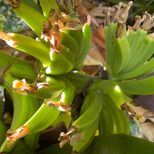 Plant a Banana Palm - old