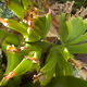 Plant a Banana Palm - old