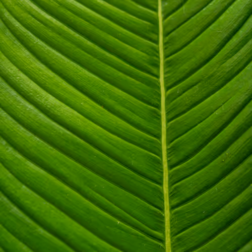 Plants from the Botanical Garden in Sofia