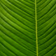 Plants from the Botanical Garden in Sofia