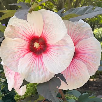 Plants in August by Oly