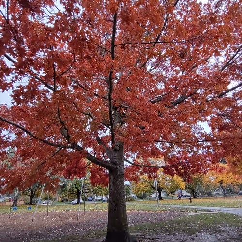 Plants of Portland - old