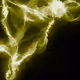 Plexuses - old - old