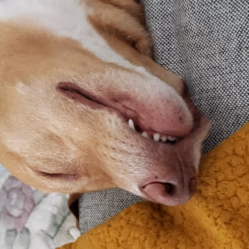 Pluto Prosciutto - The Life of a Vizsla Mutt