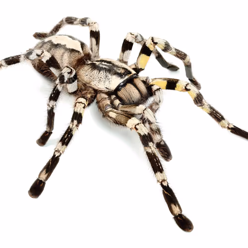 poecilotheria regalis