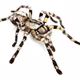 poecilotheria regalis