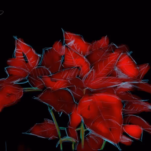 Poinsettia