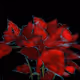 Poinsettia