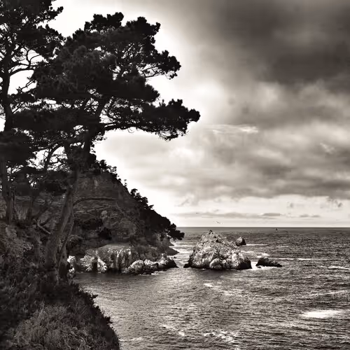 Point Lobos (A Tribute to Edward Weston)