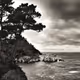 Point Lobos (A Tribute to Edward Weston)