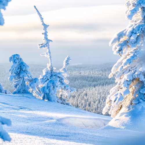 PolarWorld
