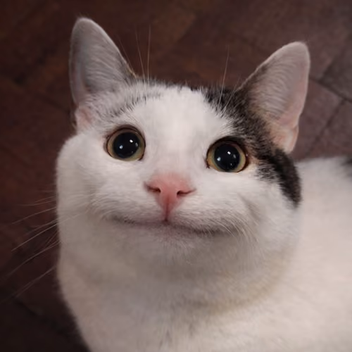 Polite Cats