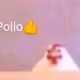 Pollo Dao