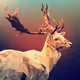 Polygon Deer i