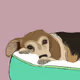 Polygon Pooches