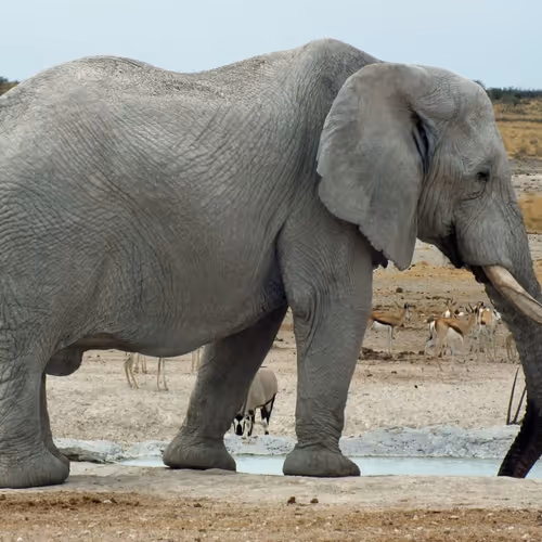 Polyphant