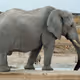 Polyphant