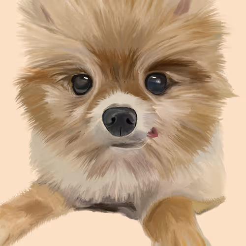 Pomeranian-maymay