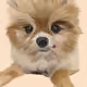 Pomeranian-maymay