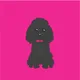 Poodle Cool