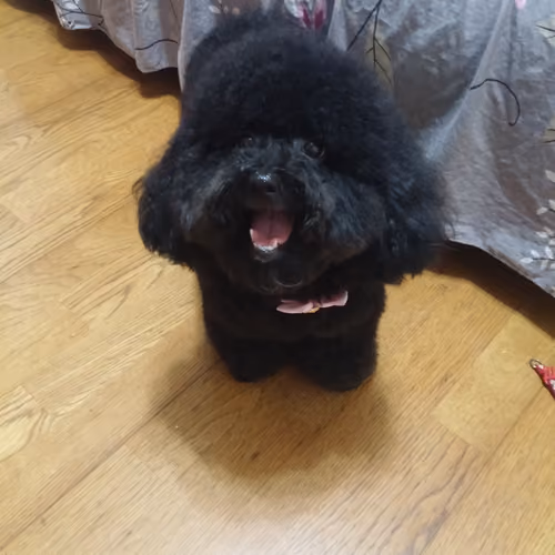 poodle money Collection