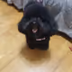 poodle money Collection