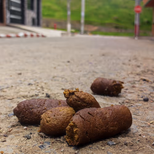 POOP PHOTOGRAPHY COLLECTION