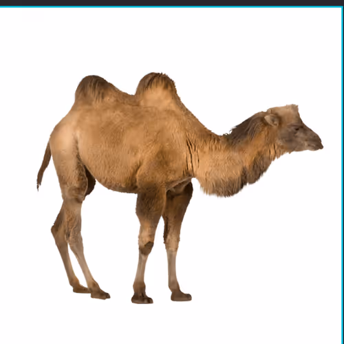 pop camel