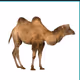 pop camel