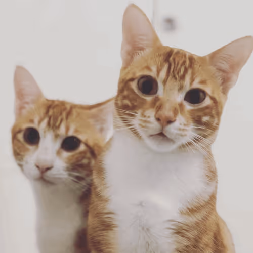 Popcatmon