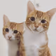Popcatmon