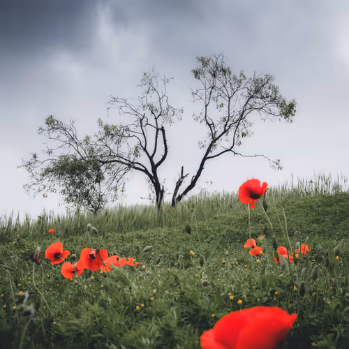 poppies coming soon - old