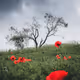 poppies coming soon - old
