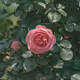 Portrait of Flowers
