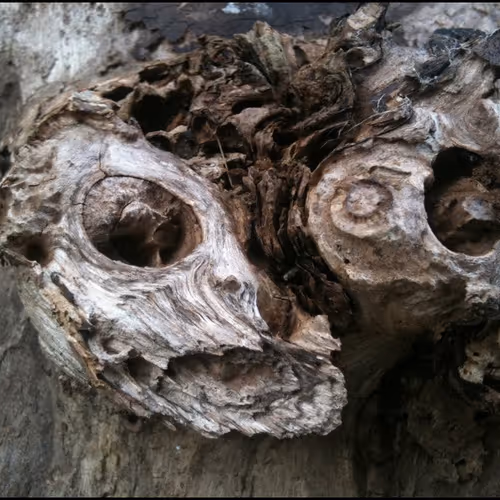 Portrait of an old friend